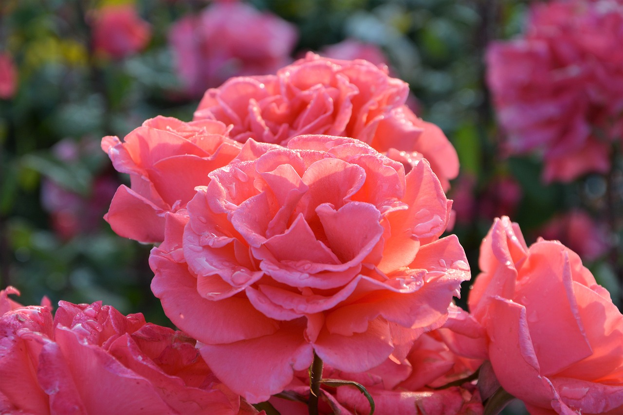 Image - flower nature plant rose garden