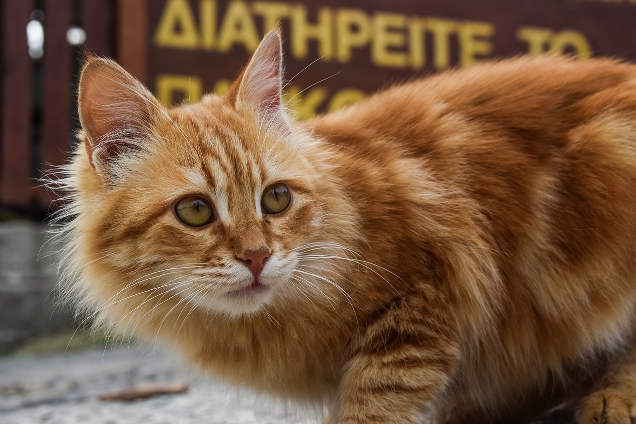 Image - animal cat cute portrait stray