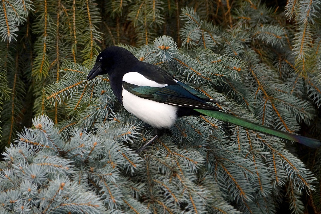 Image - nature winter bird elster