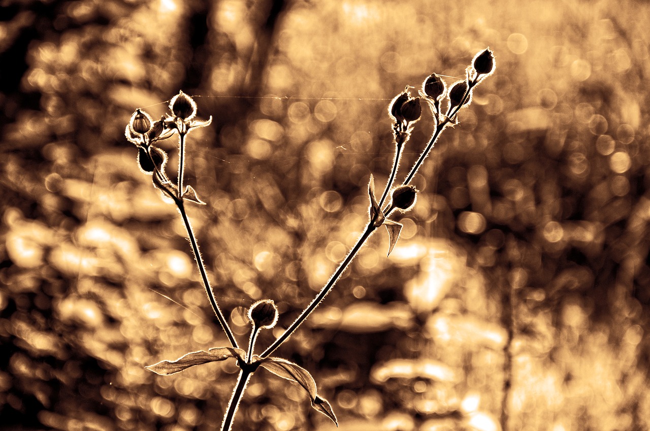 Image - plant pod stem silhouette outline