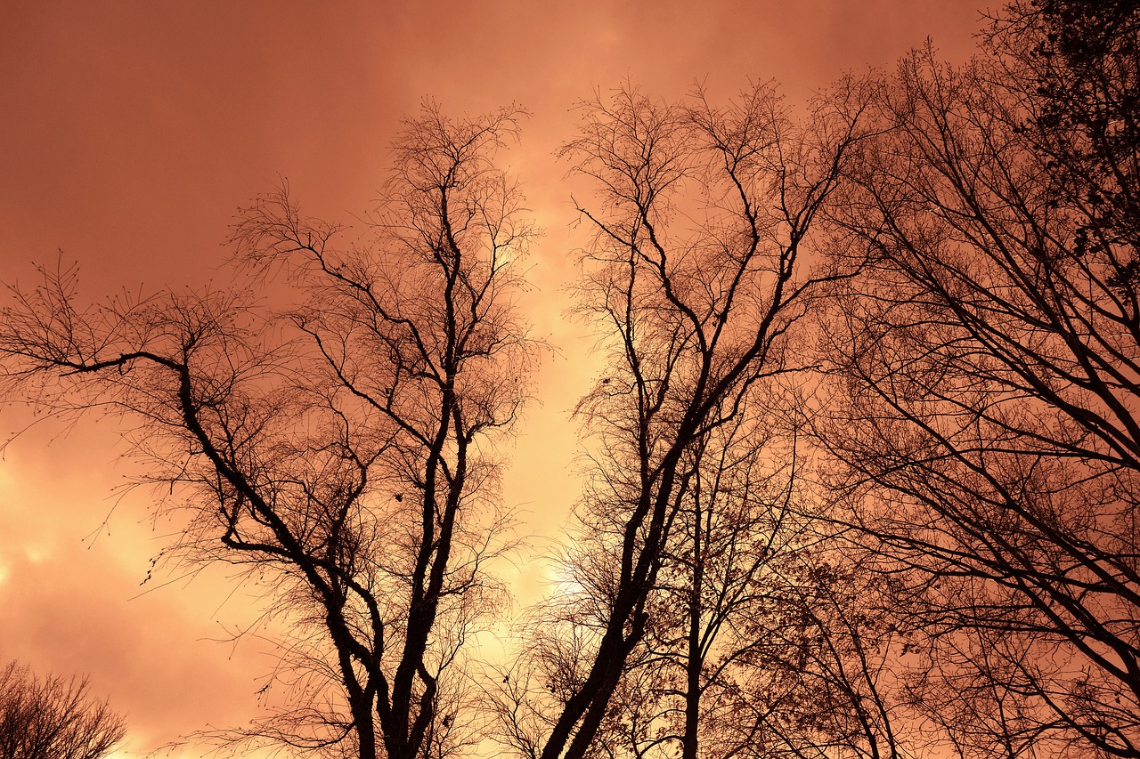 Image - trees tree tops branches