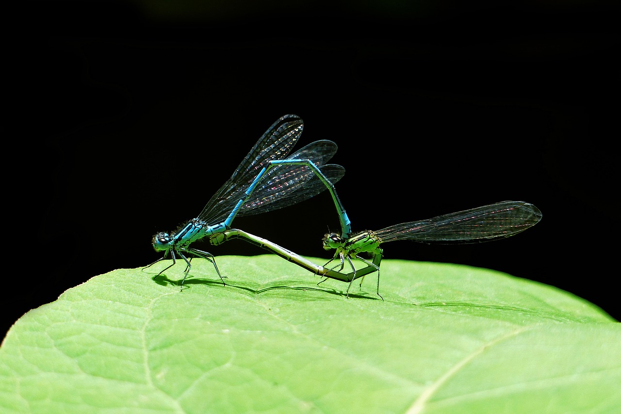 Image - dragonfly nature make love