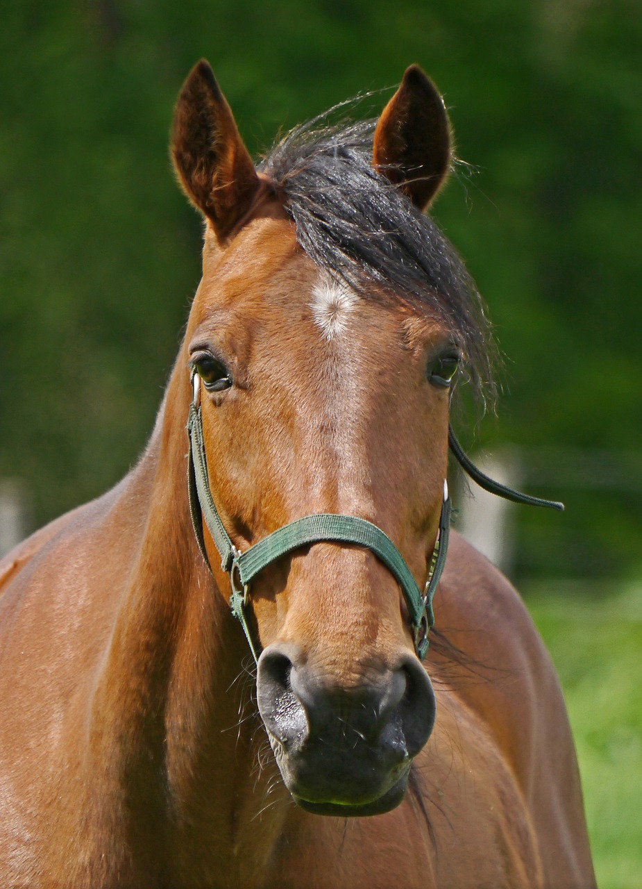 Image - horse portrait pasture coupling