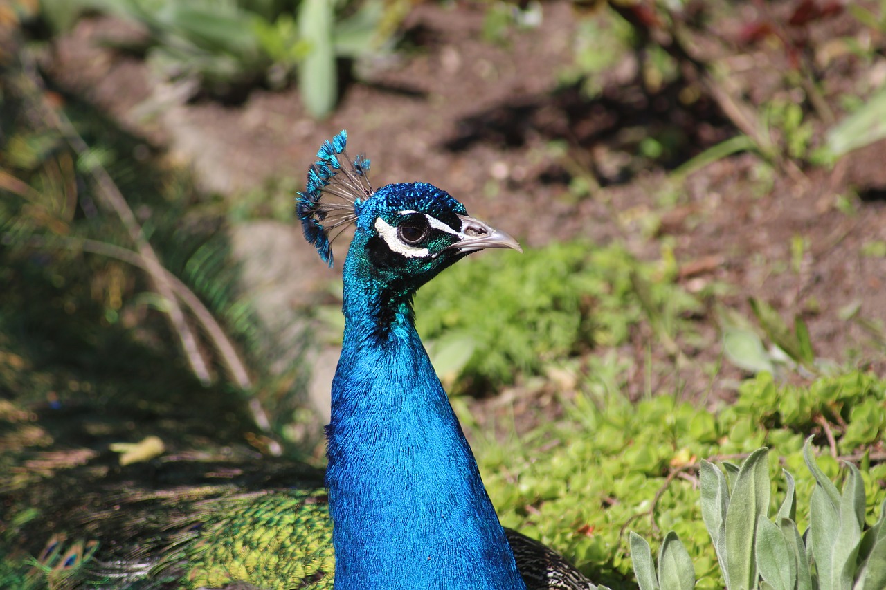 Image - bird nature animal world peacock