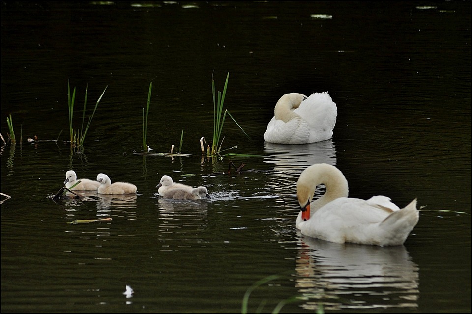 Image - waters bird swans