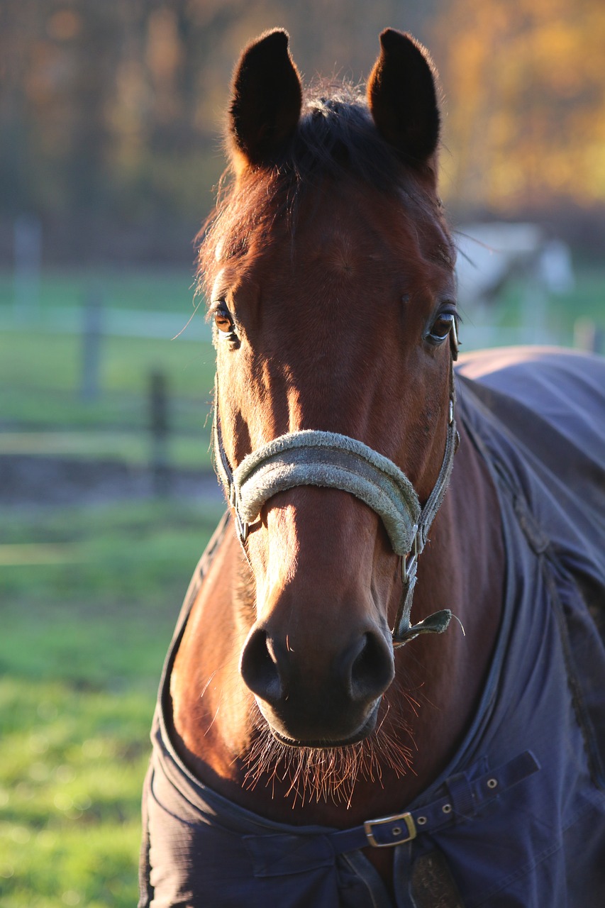 Image - horse nature field animal kingdom