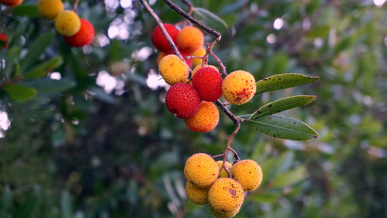 Image - fruit nature tree leaf food