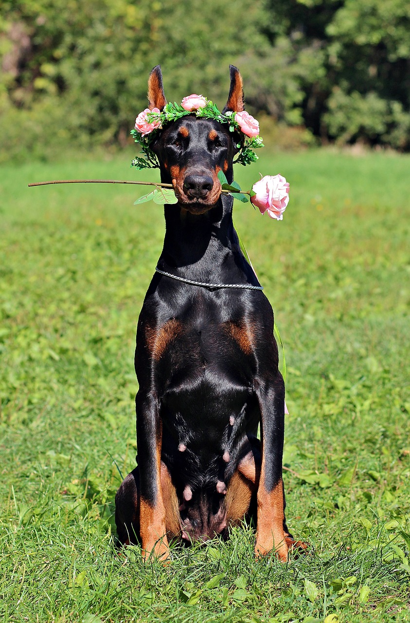 Image - doberman dog rose sitting sweet