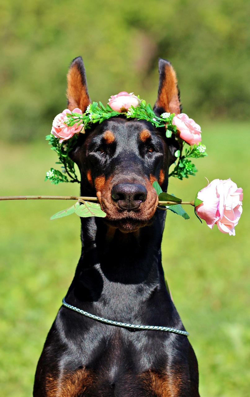 Image - doberman dog rose portrait nice