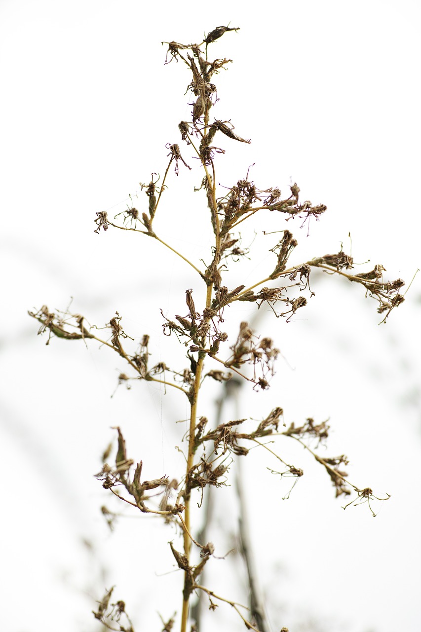 Image - flower dried up branch ornament