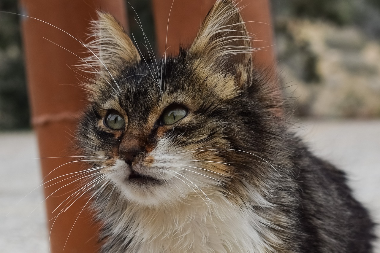 Image - cute animal cat stray mammal