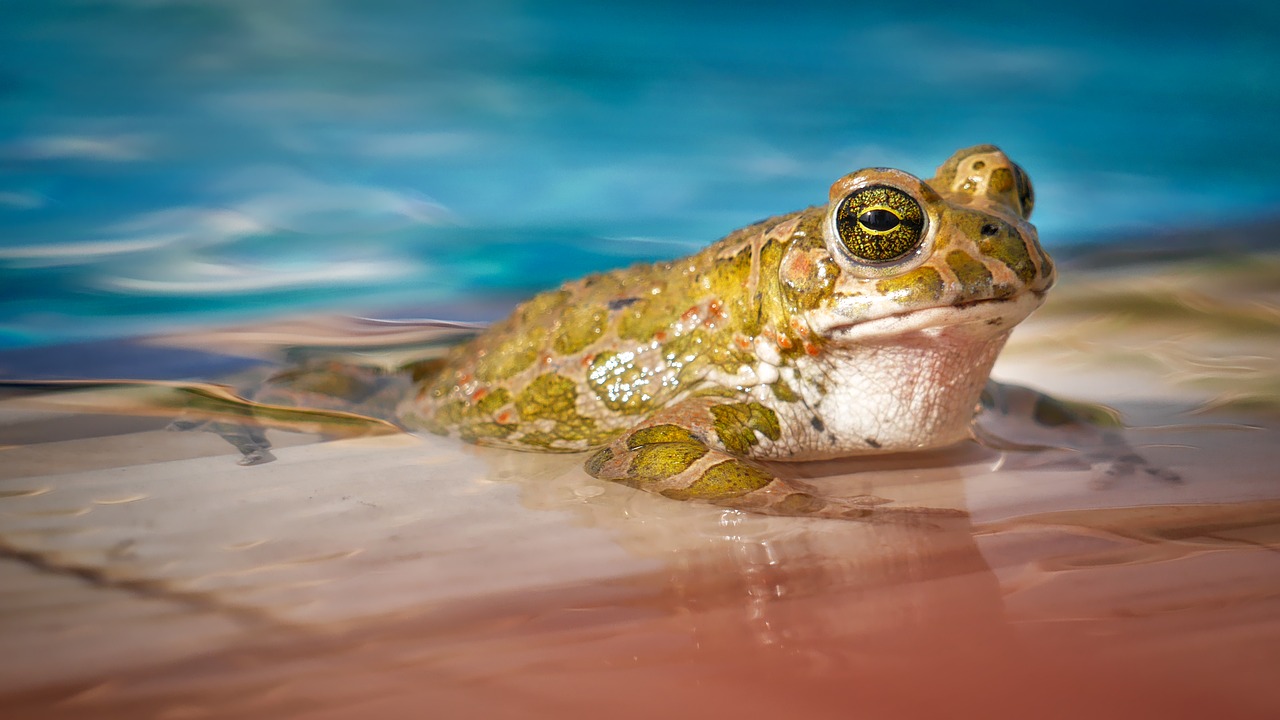 Image - waters nature frog animal swim