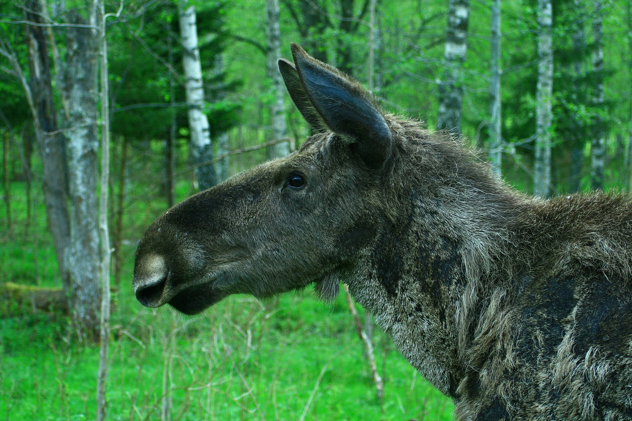 Image - nature moose sweden wild