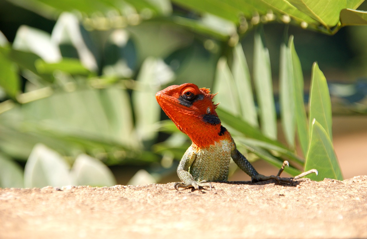 Image - nature animals birds no one