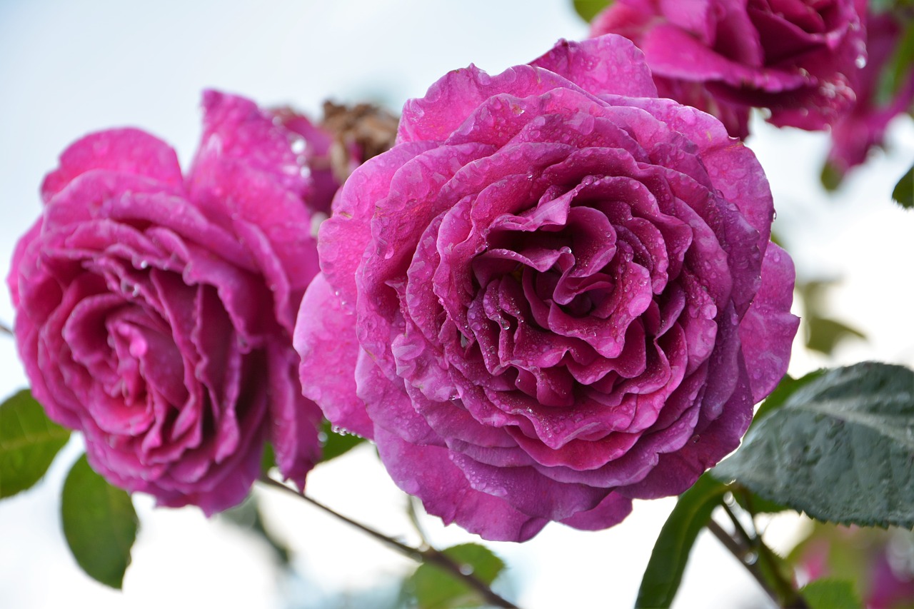 Image - flower nature plant rose garden