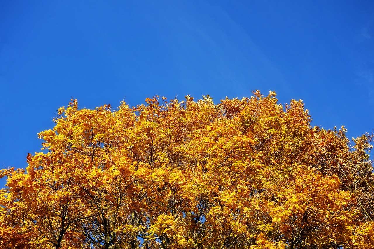 Image - tree tree top autumn tree foliage