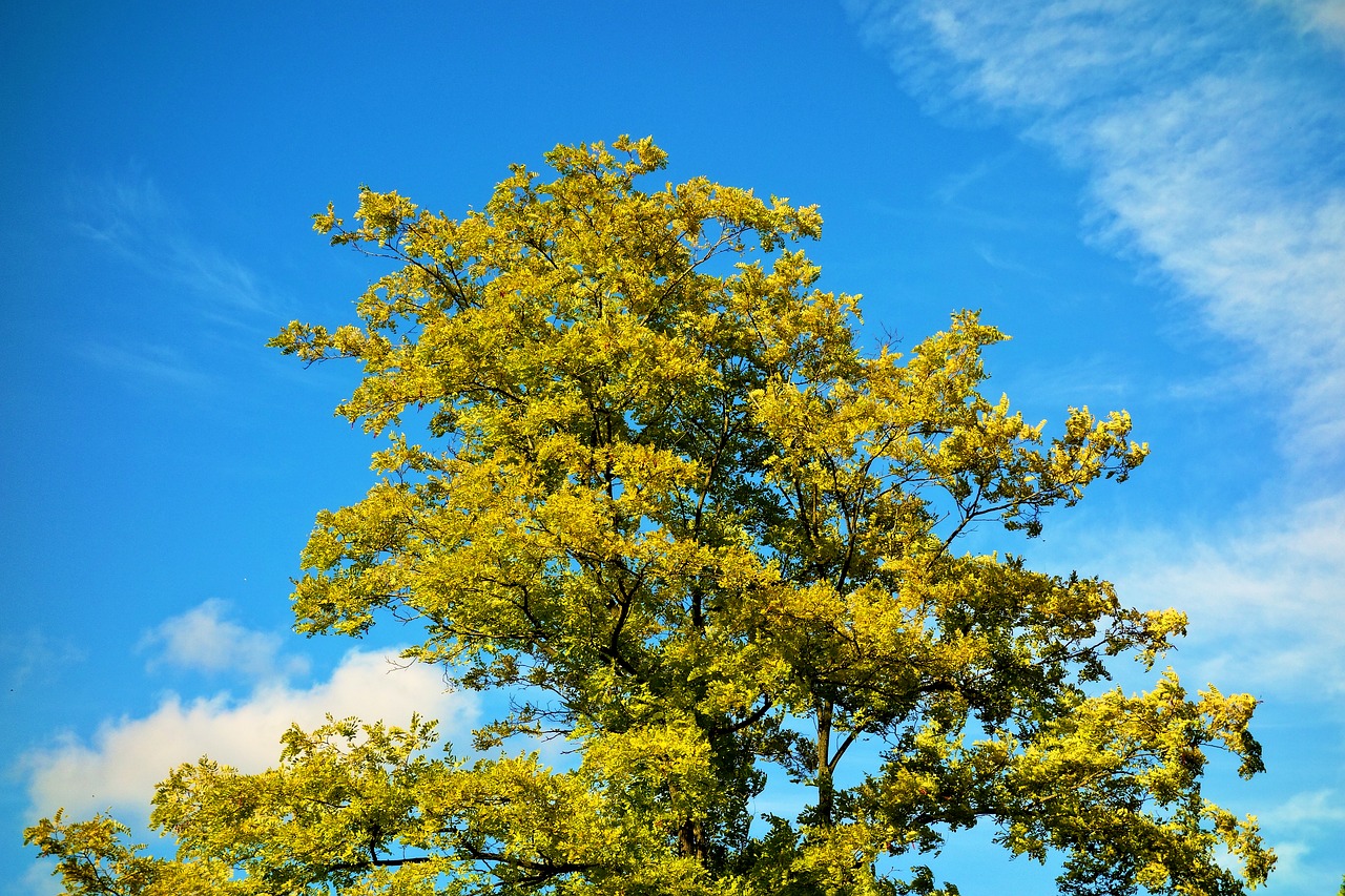 Image - tree tree top foliage green leaves