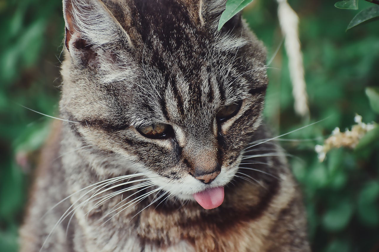 Image - animal cat portrait pet eyes