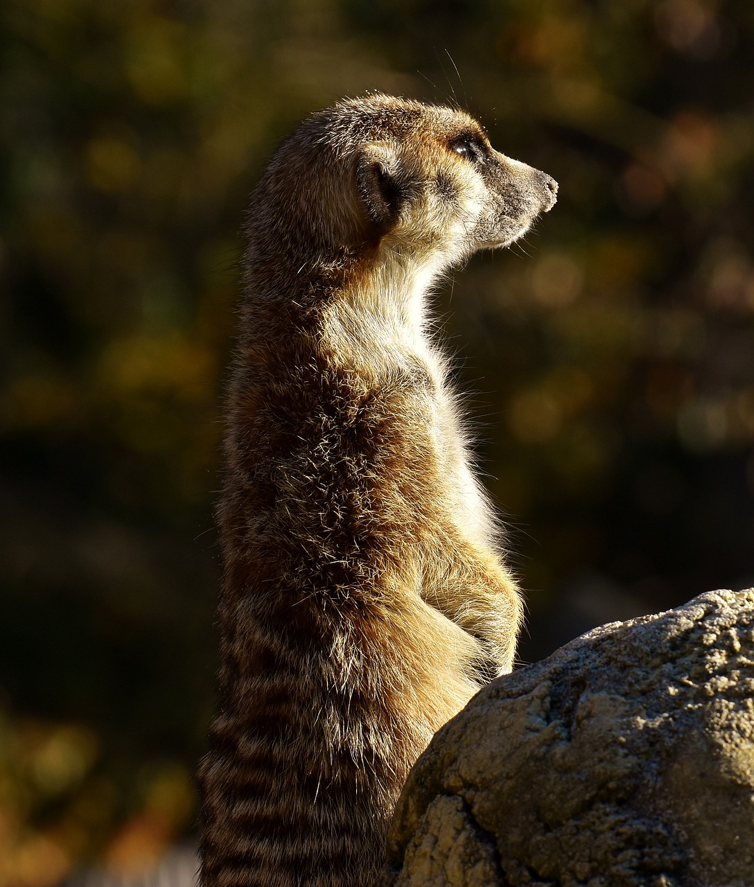 Image - meerkat cute curious animal nature