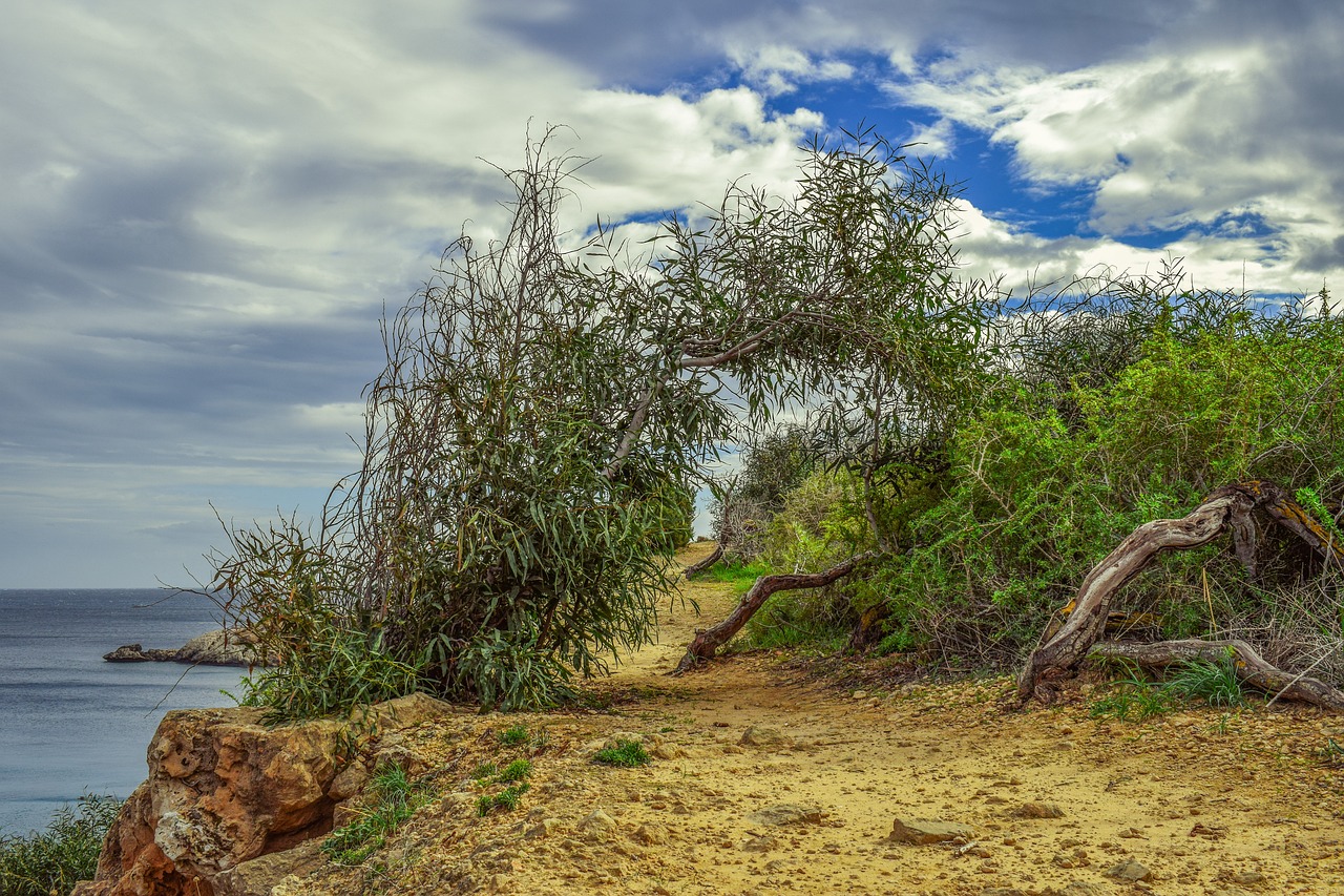 Image - path nature tree landscape sky