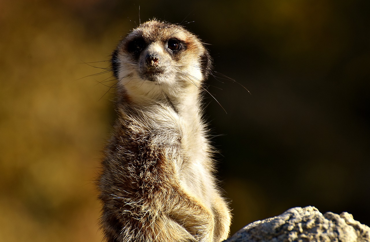 Image - meerkat animal nature zoo