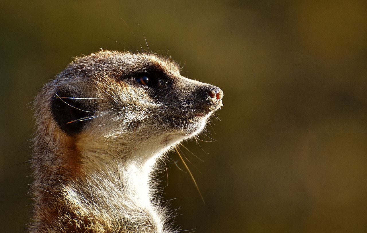 Image - meerkat animal nature zoo