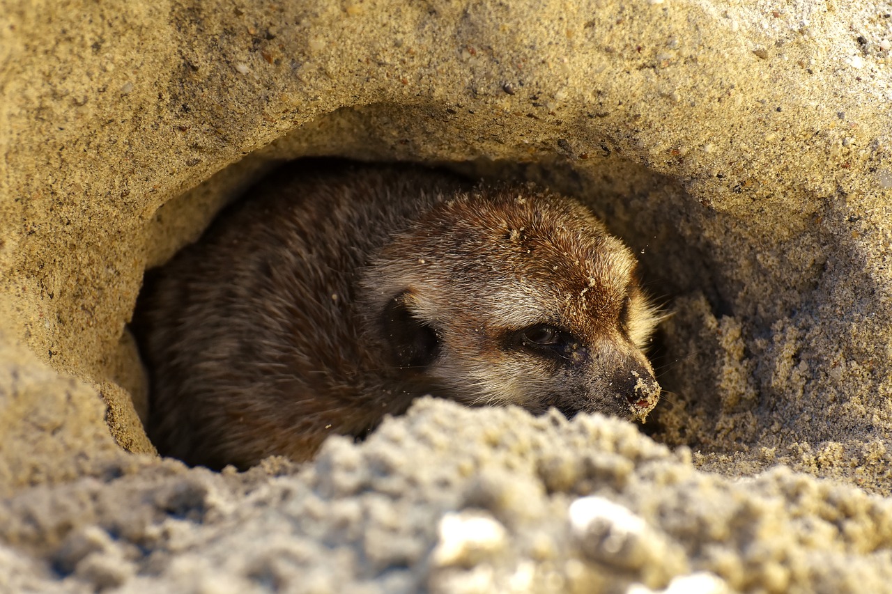 Image - meerkat cute curious animal nature