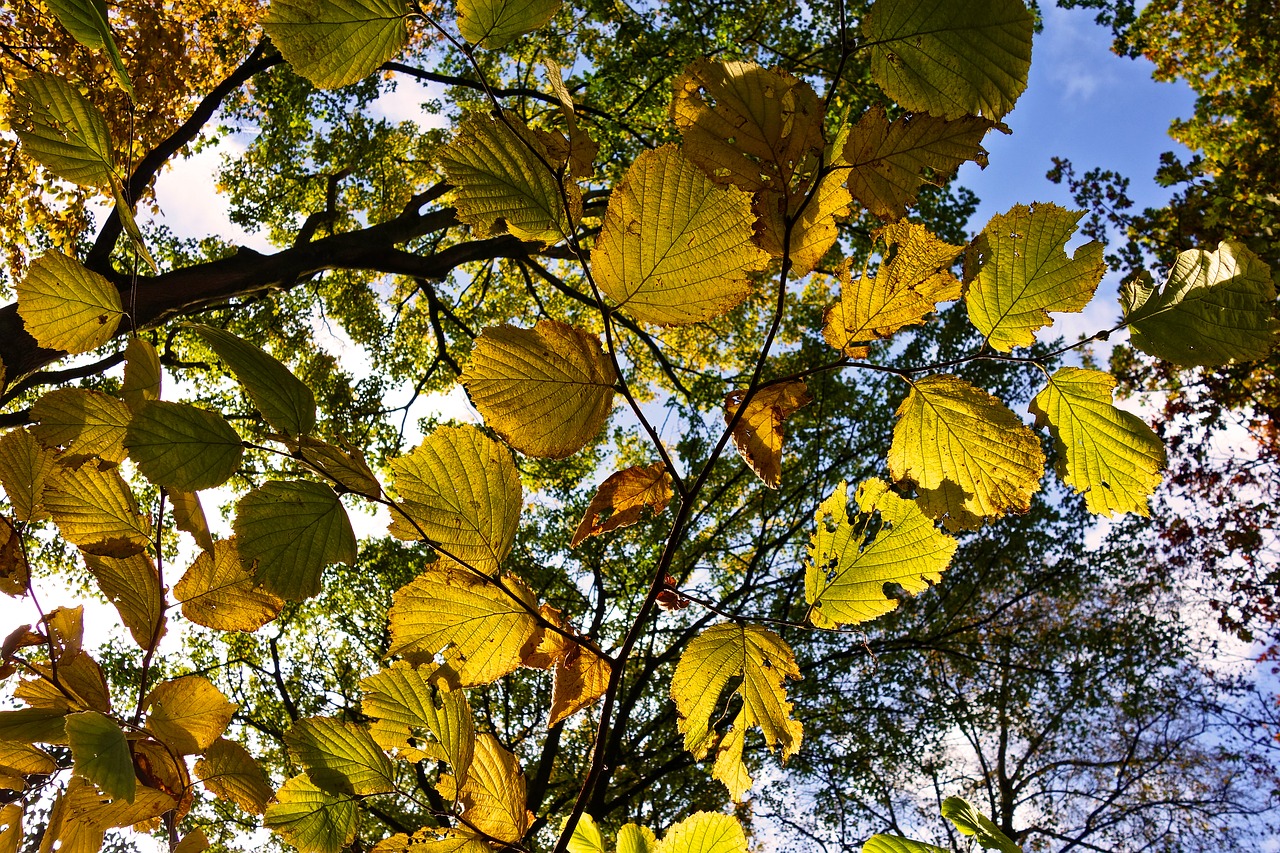 Image - tree branch leaves autumn leaves