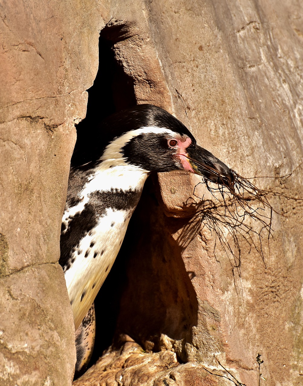 Image - penguin animal nest building