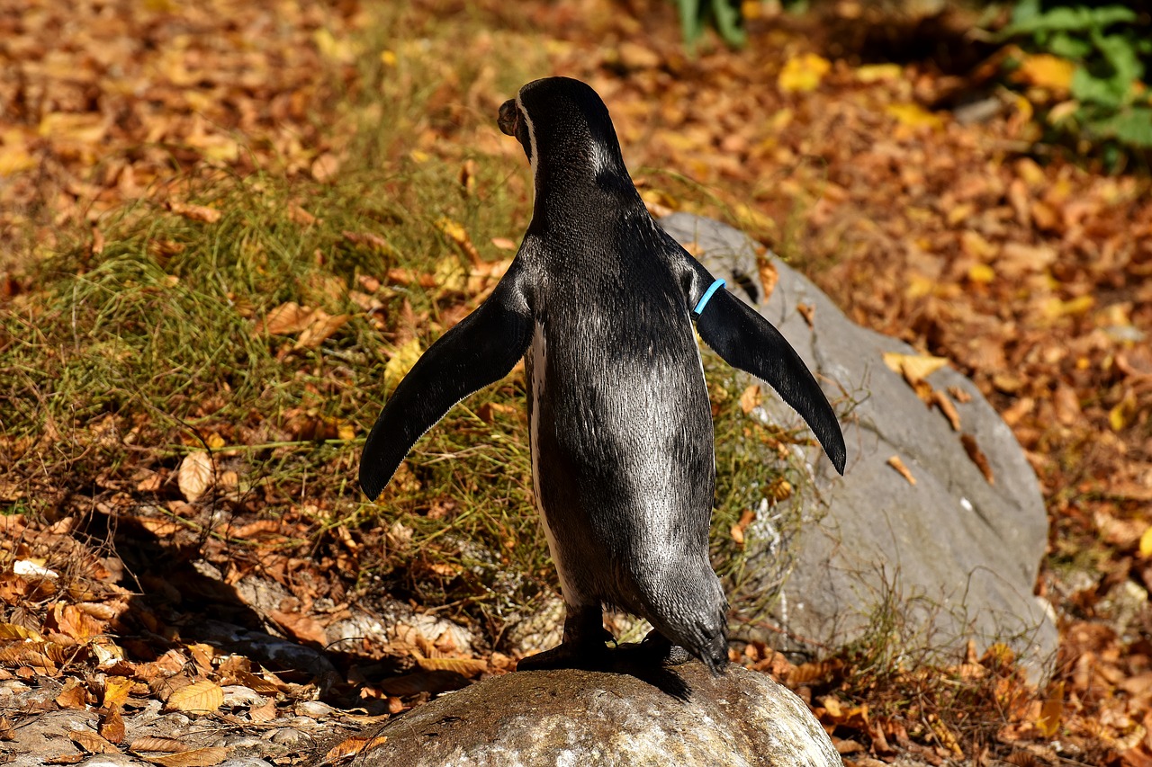 Image - penguin animal animal world