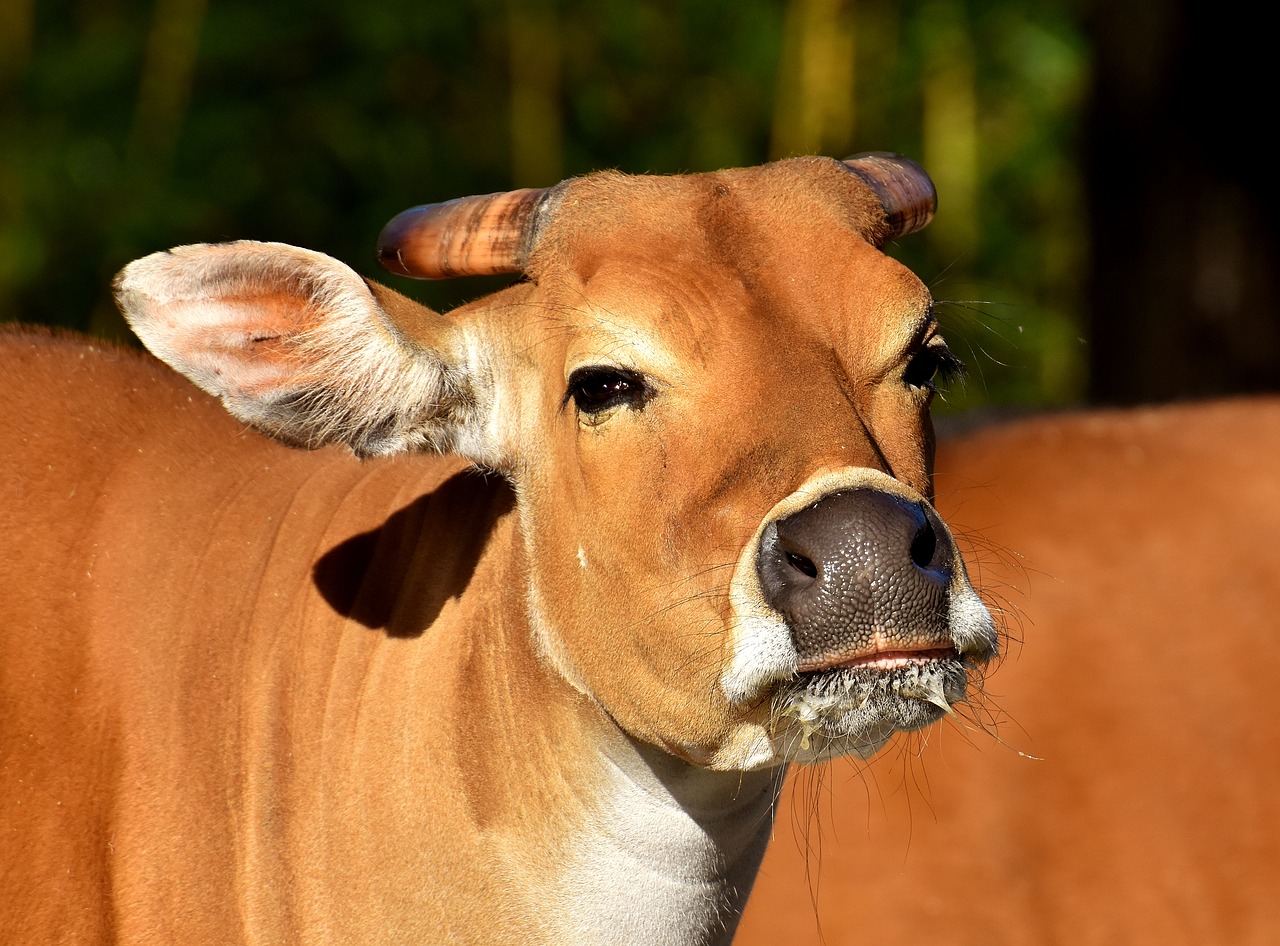 Image - banteng beef bos javanicus wild