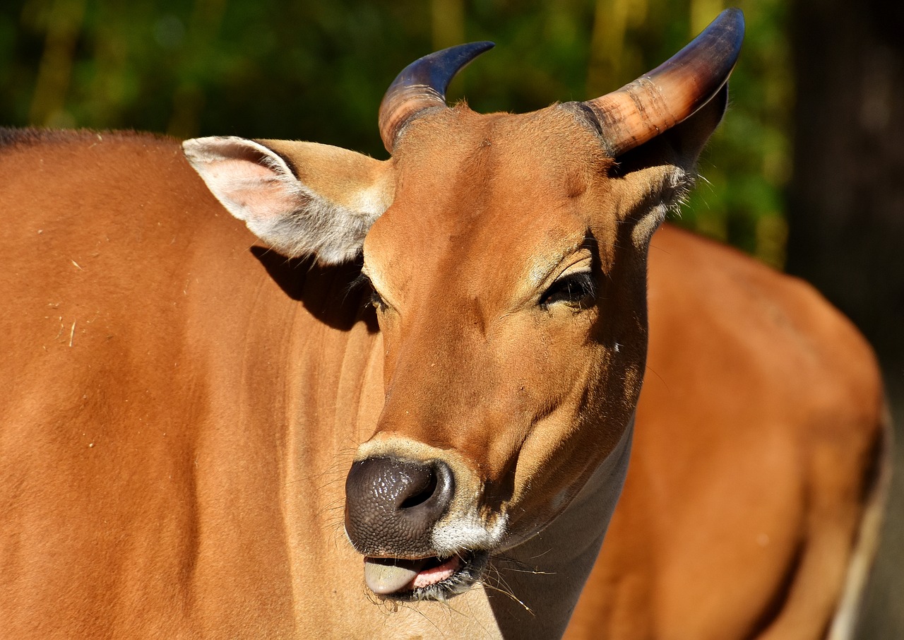 Image - banteng beef bos javanicus wild