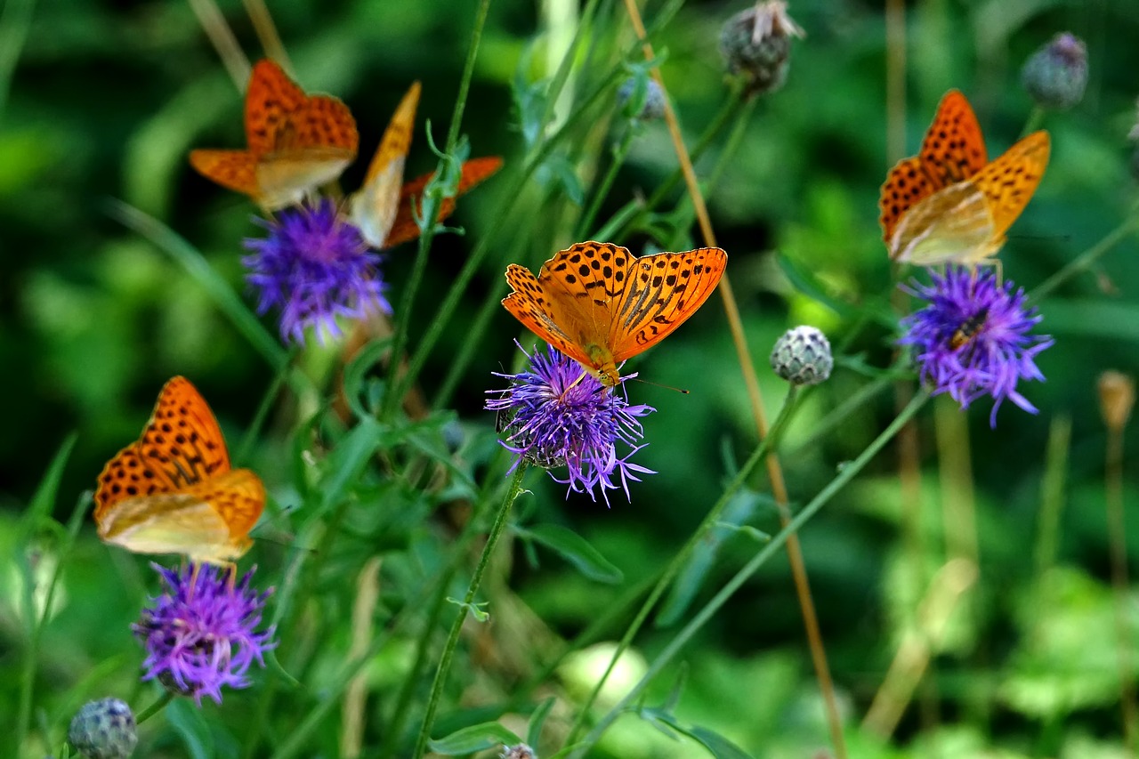 Image - nature insect butterfly fritillary