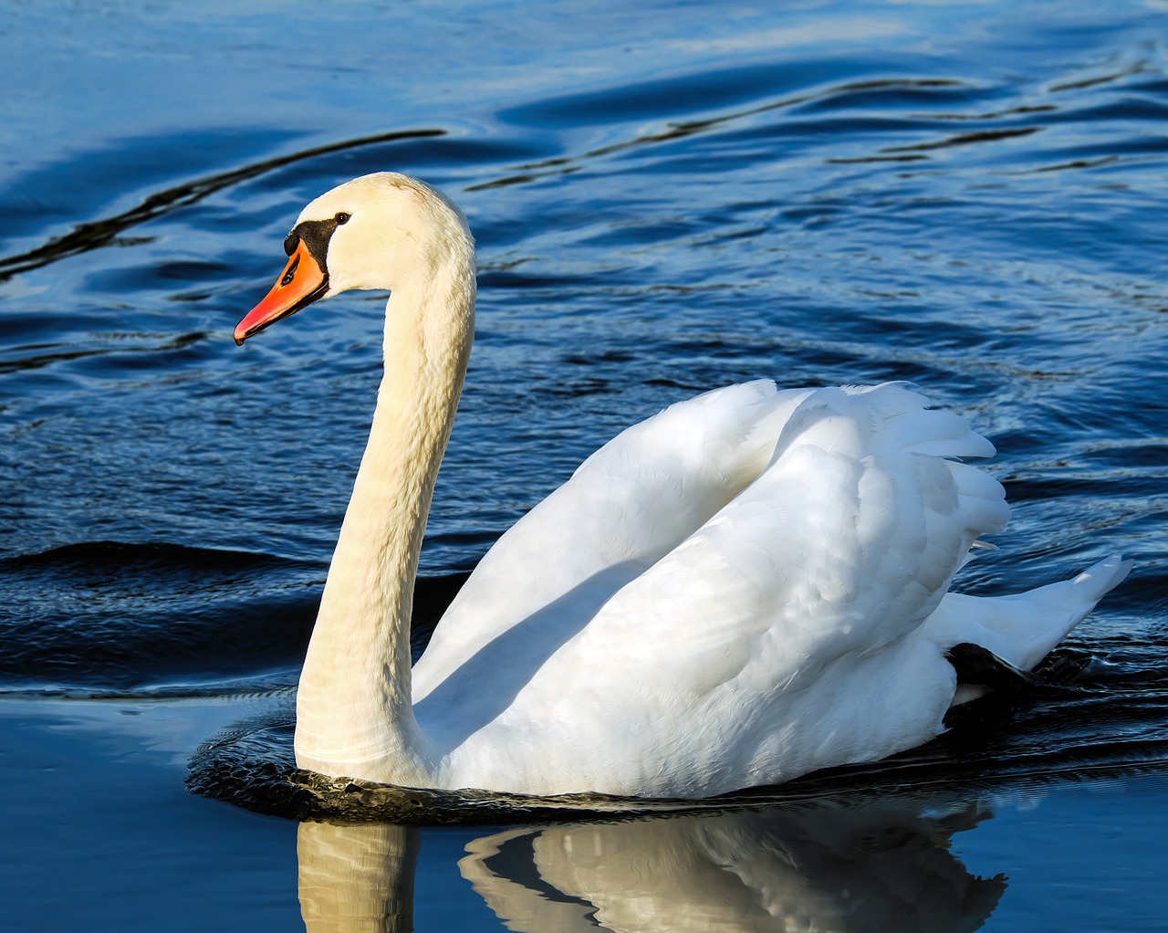 Image - swan water bird animal pride