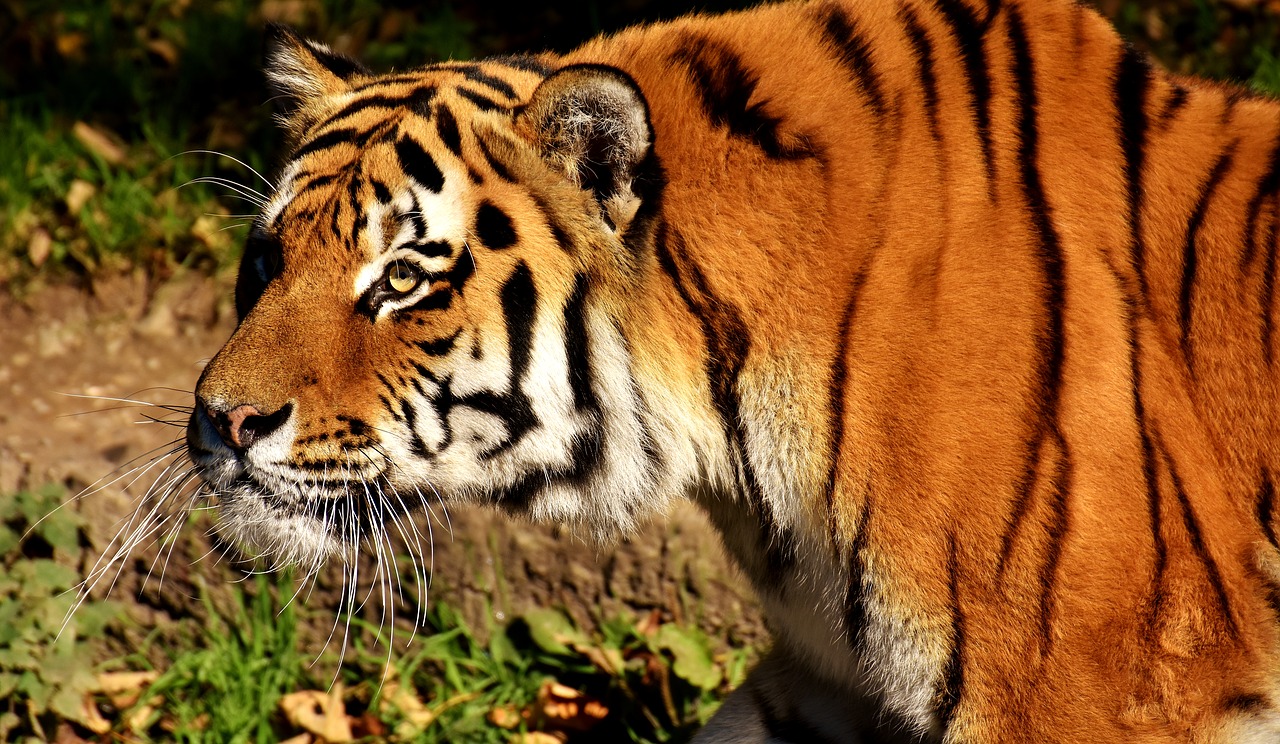 Image - tiger predator lurking fur
