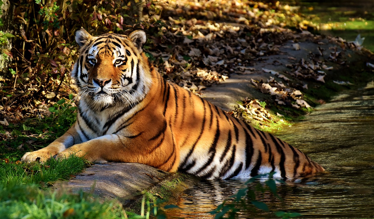 Image - tiger predator fur beautiful