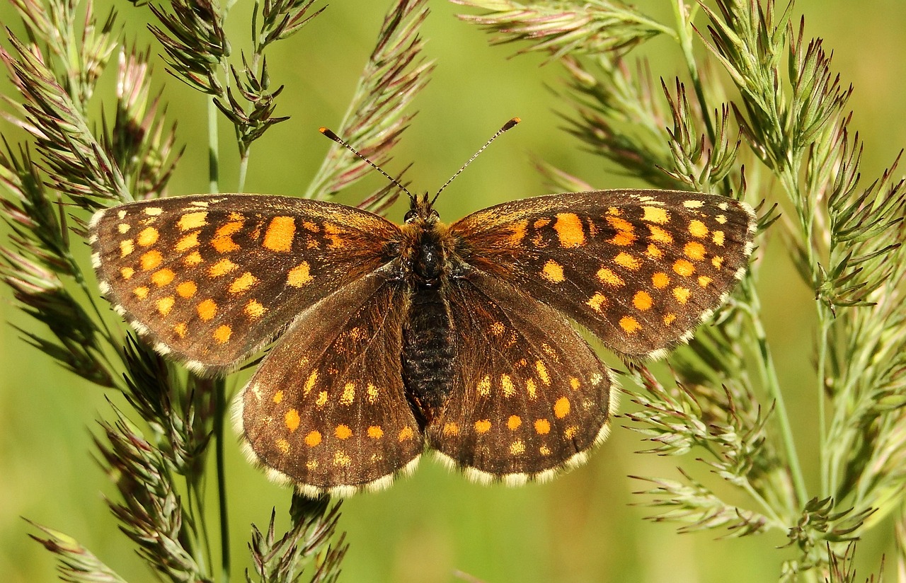 Image - nature butterfly day insect summer