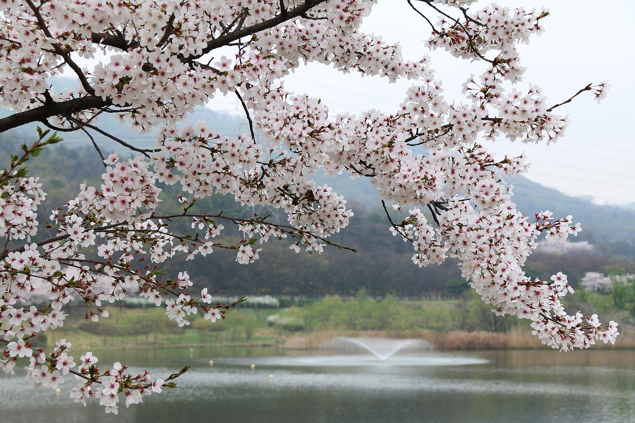 Image - wood cherry tree quarter season