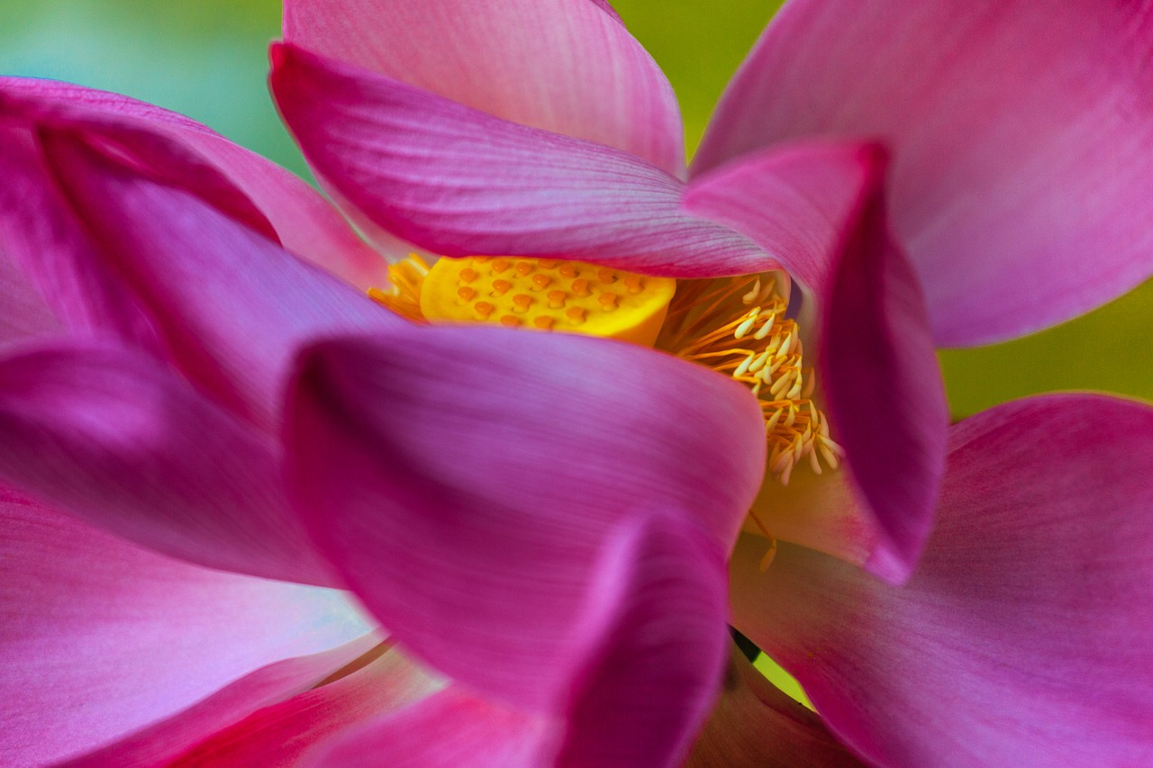 Image - lotus flowers flower nice