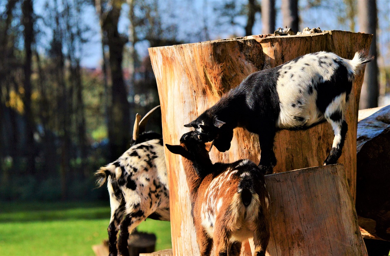 Image - goat livestock billy goat