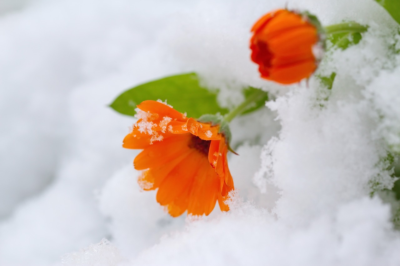 Image - leaf nature flower closeup cold