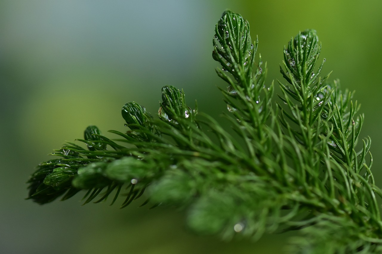 Image - fir spruce coniferous pine leaf