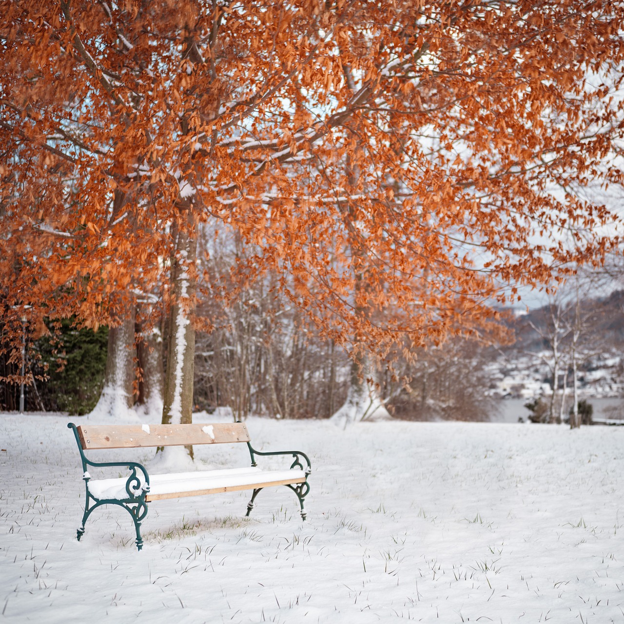 Image - snow winter season tree cold