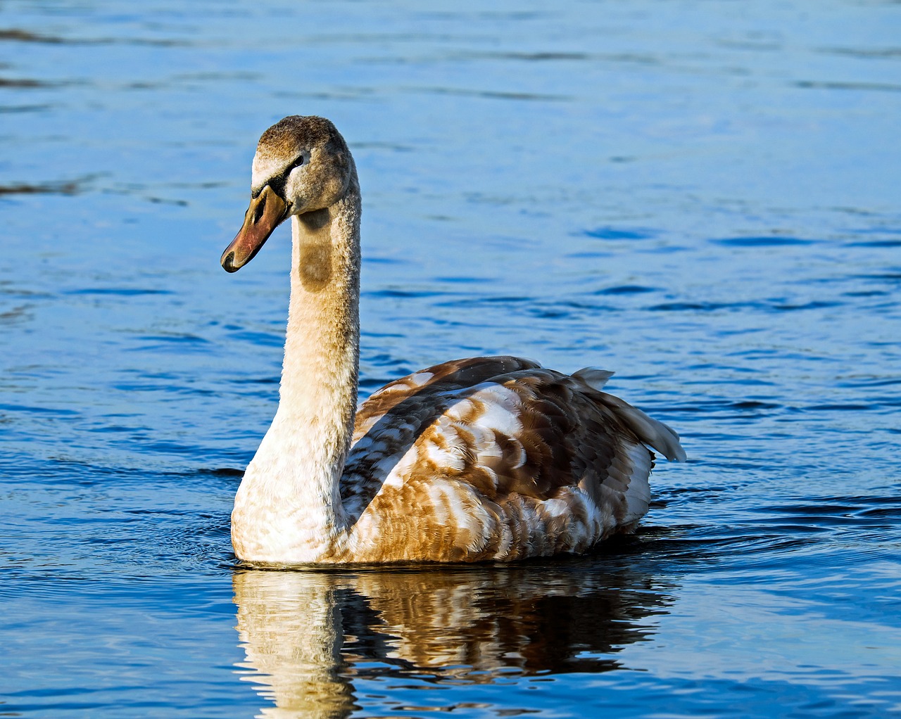 Image - swan cygnet water bird schwimmvogel