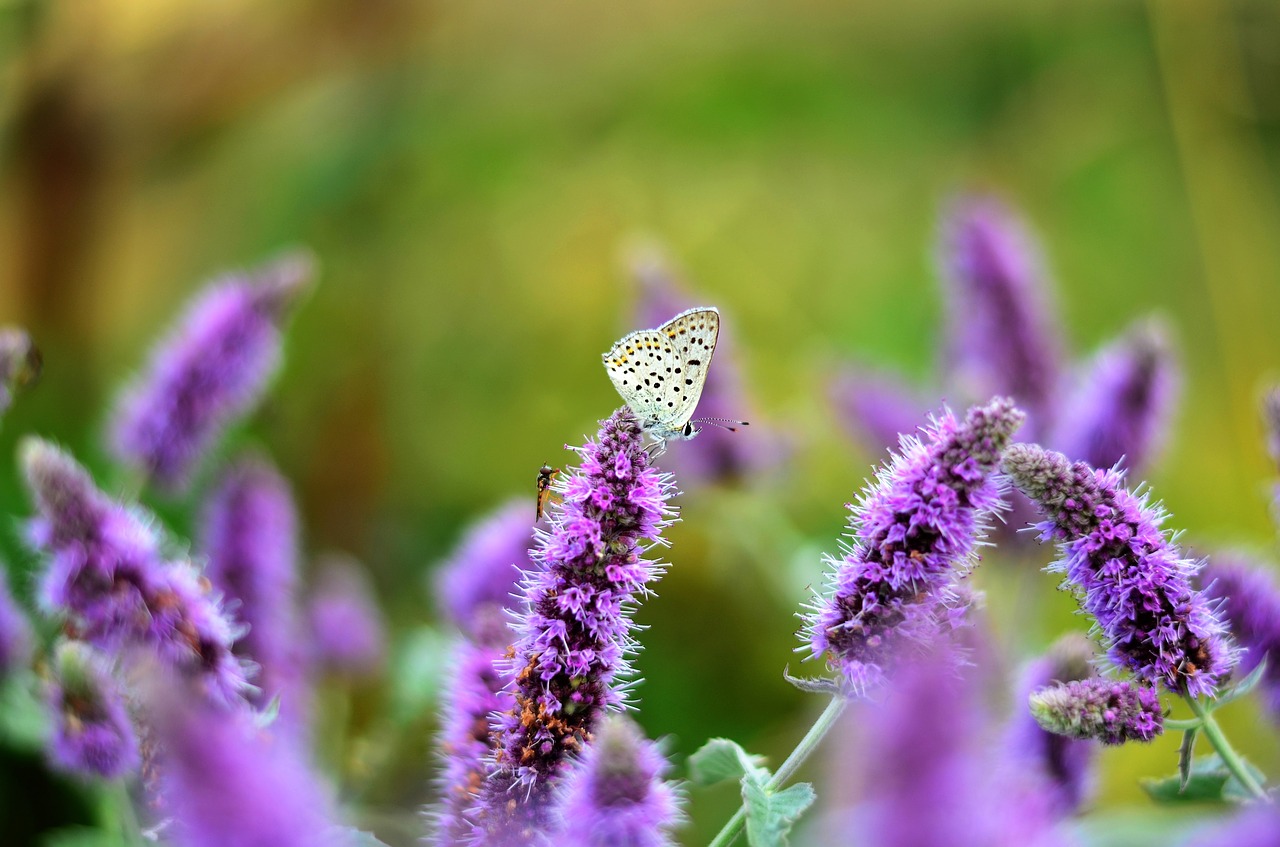 Image - flower nature plant garden