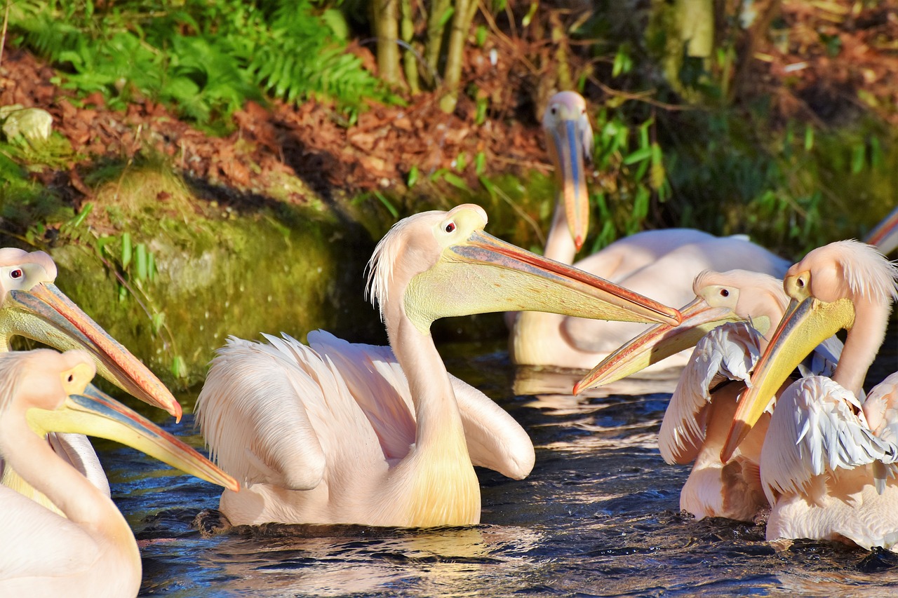 Image - pelikan water bird pink pelican