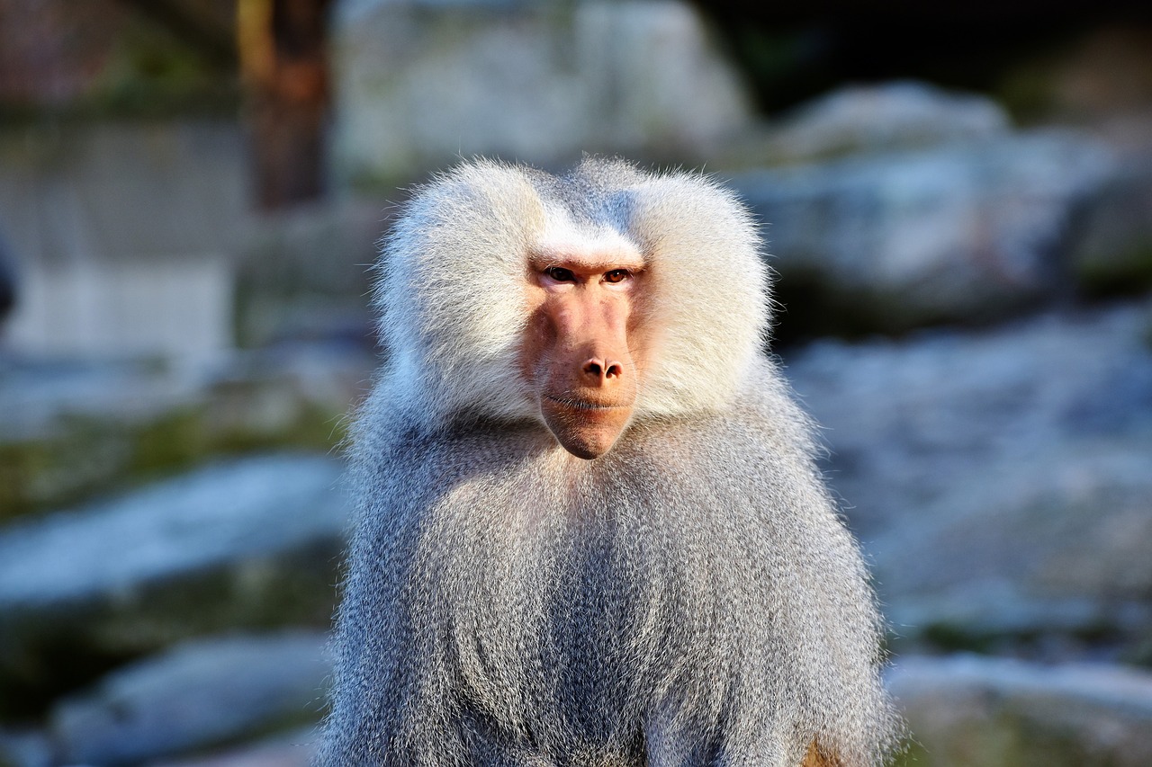 Image - baboon monkey primate creature