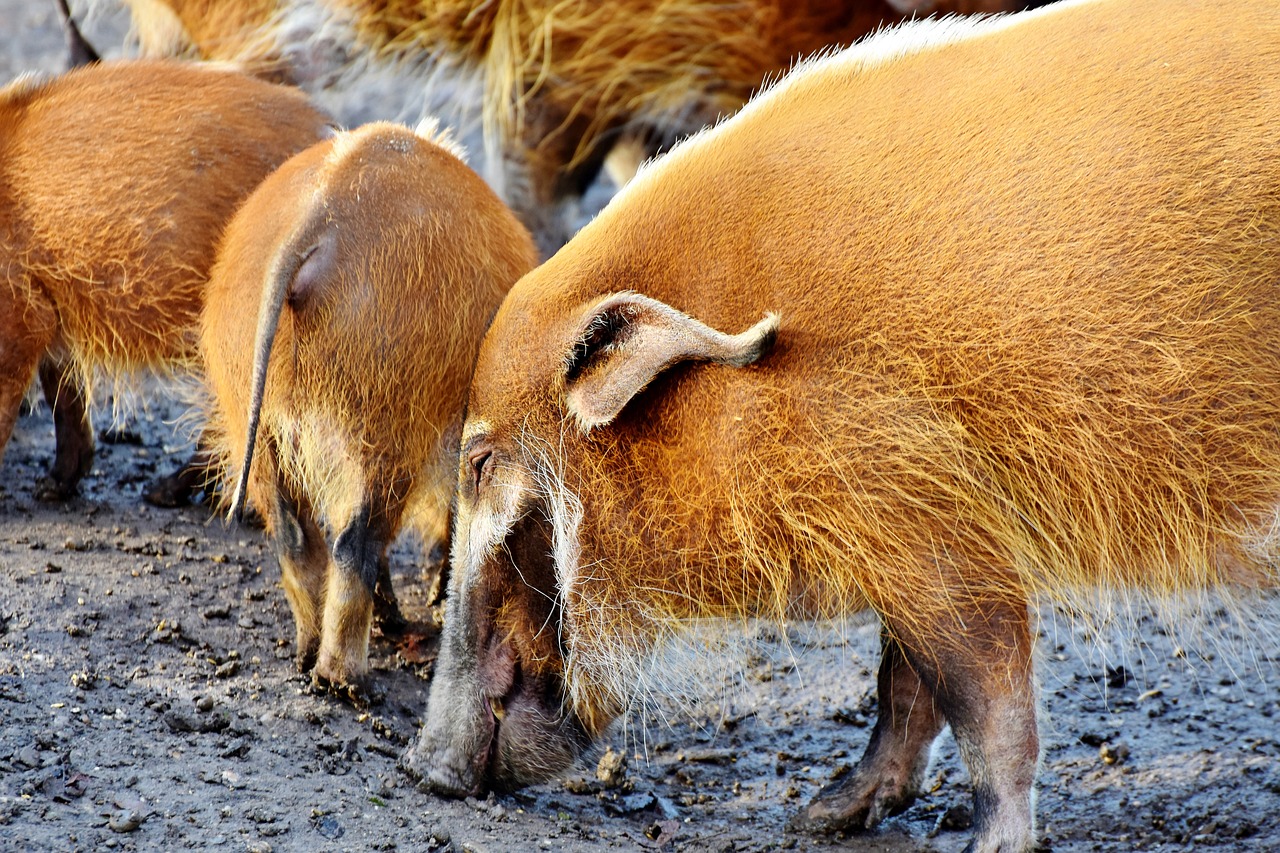 Image - beard pig pig boar pig snout asia