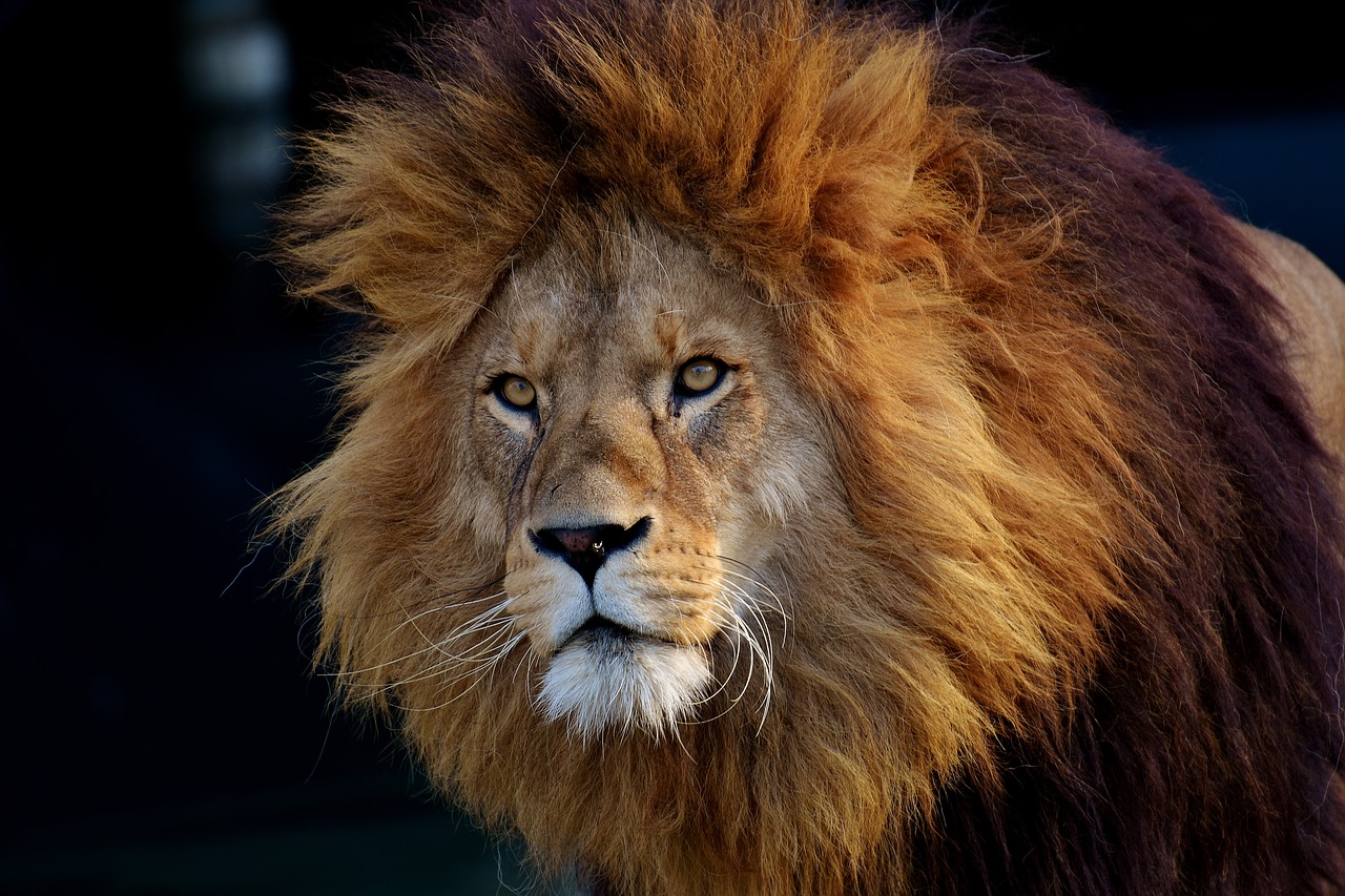 Image - lion predator dangerous mane cat