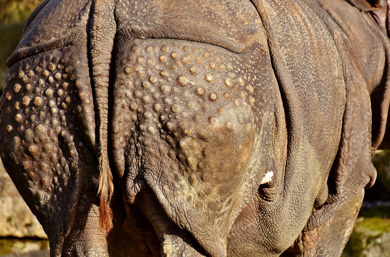 Image - rhino rump animal animal world